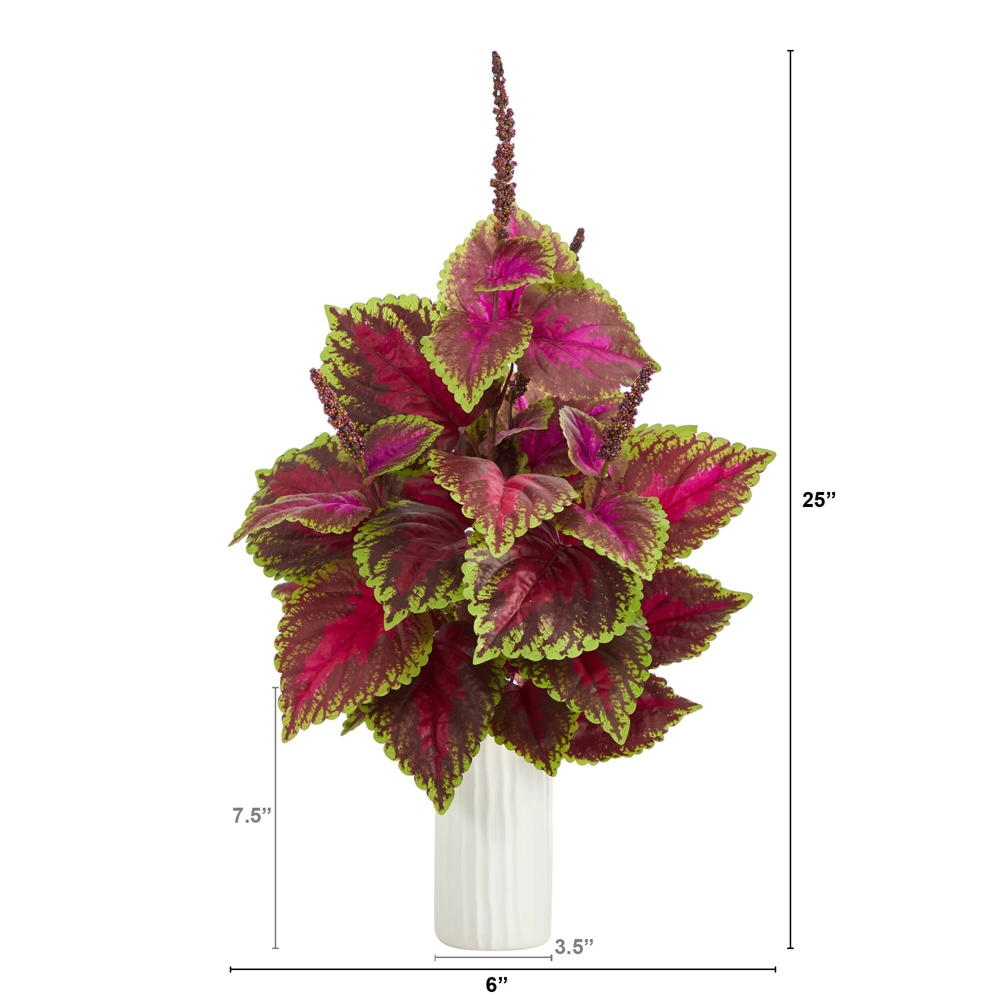 2ft. Coleus Plant in White Planter